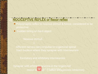 2) NOCICEPTIVE REFLEX or ﬂexor reﬂex-
Polysynaptic reﬂex to noxious stimuli & hence, considered to be
protective.
Sudden biting on hard object

Noxious stimuli

Afferent nerves carry impulse to trigeminal spinal
tract nucleus where they synapse with interneurons

Excitatory and inhibitory interneurons

Synapse with efferent neurons in the trigeminal
motor nucleus ( called antagonistic inhibition)
 