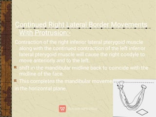 Continued Right Lateral Border Movements
With Protrusion:-
Contraction of the right inferior lateral pterygoid muscle
along with the continued contraction of the left inferior
lateral pterygoid muscle will cause the right condyle to
move anteriorly and to the left.
shift in the mandibular midline back to coincide with the
midline of the face.
This completes the mandibular movements
in the horizontal plane.
 