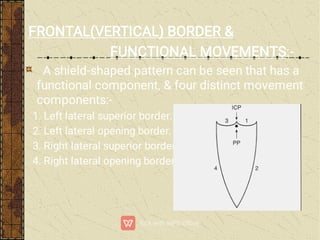 FRONTAL(VERTICAL) BORDER &
FUNCTIONAL MOVEMENTS:-
A shield-shaped pattern can be seen that has a
functional component, & four distinct movement
components:-
1. Left lateral superior border.
2. Left lateral opening border.
3. Right lateral superior border.
4. Right lateral opening border.
 
