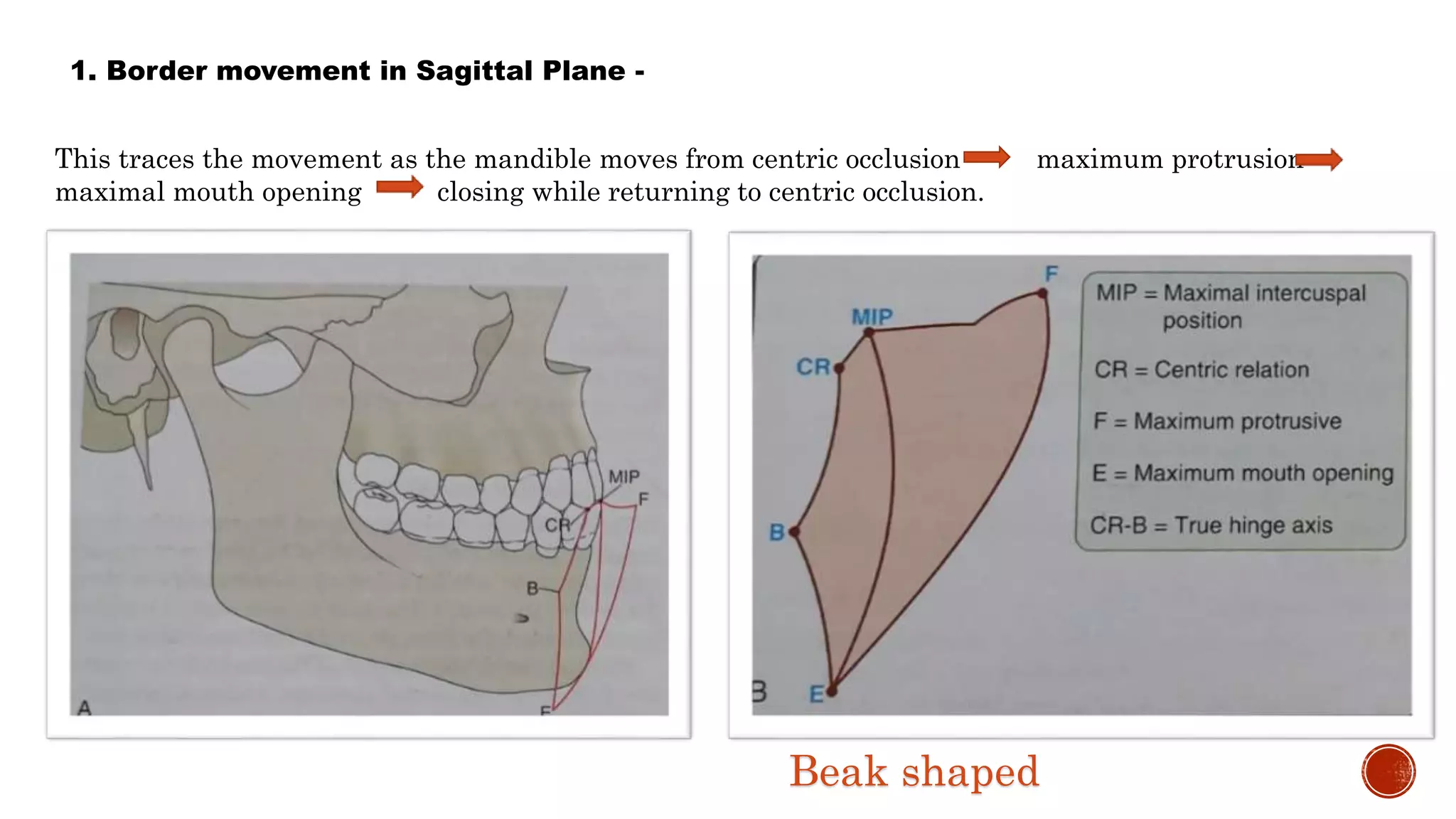 Excursive movements of mandible | Mattgrangerphotography.com