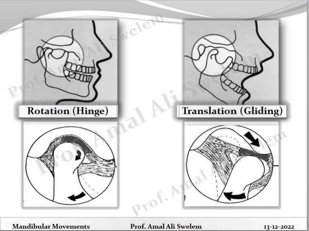 Mandibular Movements Handouts- Prof. Amal Ali Swelem.pdf