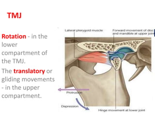 TMJ
Rotation - in the
lower
compartment of
the TMJ.
The translatory or
gliding movements
- in the upper
compartment.
 