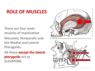 ROLE OF MUSCLES
There are four main
muscles of mastication
Masseter, Temporalis and
the Medial and Lateral
Pterygoids.
All these except the lateral
pterygoids act as
ELEVATORS.
 