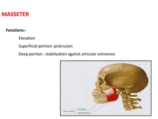 MASSETER
Functions:-
Elevation
Superficial portion: protrusion
Deep portion : stabilization against articular eminence
 