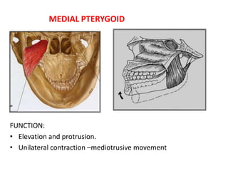 MEDIAL PTERYGOID
FUNCTION:
• Elevation and protrusion.
• Unilateral contraction –mediotrusive movement
 
