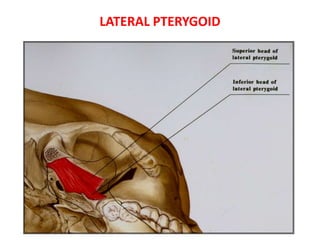 LATERAL PTERYGOID
 