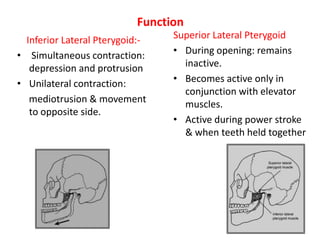 Function
Inferior Lateral Pterygoid:-
• Simultaneous contraction:
depression and protrusion
• Unilateral contraction:
mediotrusion & movement
to opposite side.
Superior Lateral Pterygoid
• During opening: remains
inactive.
• Becomes active only in
conjunction with elevator
muscles.
• Active during power stroke
& when teeth held together
 