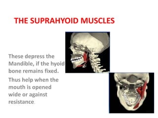 THE SUPRAHYOID MUSCLES
These depress the
Mandible, if the hyoid
bone remains fixed.
Thus help when the
mouth is opened
wide or against
resistance.
 