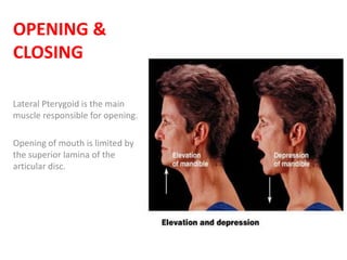OPENING &
CLOSING
Lateral Pterygoid is the main
muscle responsible for opening.
Opening of mouth is limited by
the superior lamina of the
articular disc.
 