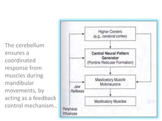The cerebellum
ensures a
coordinated
response from
muscles during
mandibular
movements, by
acting as a feedback
control mechanism..
 