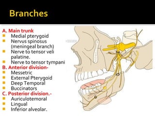 A. Main trunk
 Medial pterygoid
 Nervus spinosus
(meningeal branch)
 Nerve to tensor veli
palatine.
 Nerve to tensor tympani
B. Anterior division Messetric
 External Pterygoid
 Deep Temporal
 Buccinators
C. Posterior division. Auriculotemoral
 Lingual
 Inferior alveolar.

 