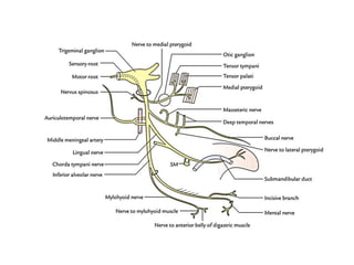MANDIBULAR NERVE AND ITS BRANCHES Anatomy | PDF