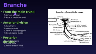 MANDIBULAR NERVE anatomy course AND RELATION | PPTX