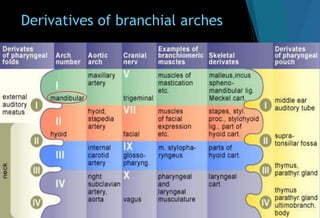Derivatives of branchial arches
 