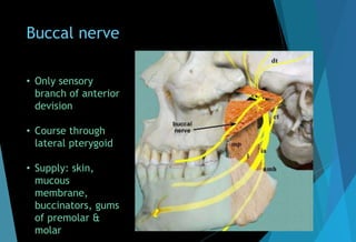 Buccal nerve
• Only sensory
branch of anterior
devision
• Course through
lateral pterygoid
• Supply: skin,
mucous
membrane,
buccinators, gums
of premolar &
molar
 