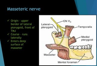 Masseteric nerve
 Origin – upper
border of lateral
pterygoid, front of
TMJ
 Course – runs
laterally
 Enters deep
surface of
masseter
 
