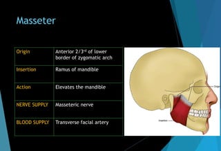 Masseter
Origin Anterior 2/3rd of lower
border of zygomatic arch
Insertion Ramus of mandible
Action Elevates the mandible
NERVE SUPPLY Masseteric nerve
BLOOD SUPPLY Transverse facial artery
 