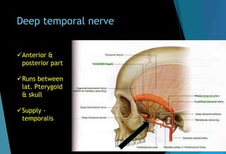 Deep temporal nerve
Anterior &
posterior part
Runs between
lat. Pterygoid
& skull
Supply -
temporalis
 