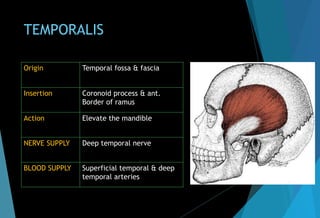 TEMPORALIS
Origin Temporal fossa & fascia
Insertion Coronoid process & ant.
Border of ramus
Action Elevate the mandible
NERVE SUPPLY Deep temporal nerve
BLOOD SUPPLY Superficial temporal & deep
temporal arteries
 
