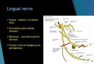 Lingual nerve
 Course – begins 1 cm below
skull.
 2cm below joins chorda
tympani.
 Relations – runs downward &
forward
 Finally it lies on Hyoglossus &
genioglossus
 