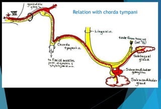 Relation with chorda tympani
 