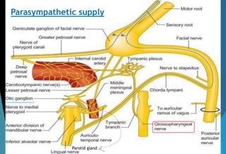 Parasympathetic supply
Parotid gland
 