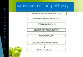 Saliva secretion pathway
p
a
r
a
s
y
m
p
a
t
h
e
t
i
c
 
