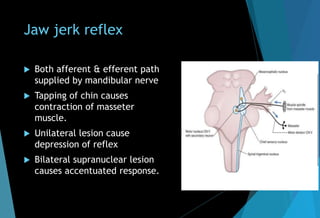 Jaw jerk reflex
 Both afferent & efferent path
supplied by mandibular nerve
 Tapping of chin causes
contraction of masseter
muscle.
 Unilateral lesion cause
depression of reflex
 Bilateral supranuclear lesion
causes accentuated response.
 