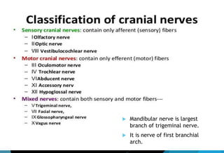 1
 Mandibular nerve is largest
branch of trigeminal nerve.
 It is nerve of first branchial
arch.
 