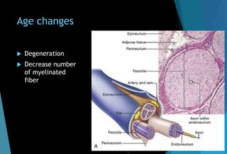 Age changes
 Degeneration
 Decrease number
of myelinated
fiber
 