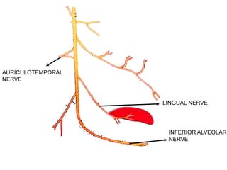 Branches of mandibular nerve to otic ganglion - e-Anatomy - IMAIOS