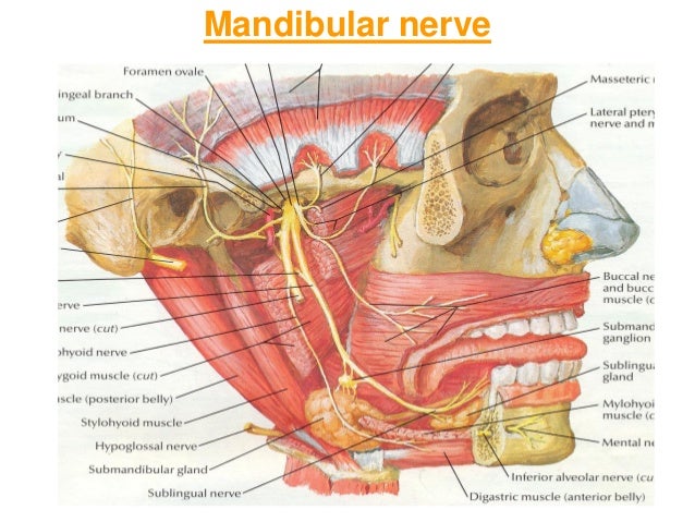 Mandibular nerve and otic ganglion - 638 x 479 jpeg 113kB