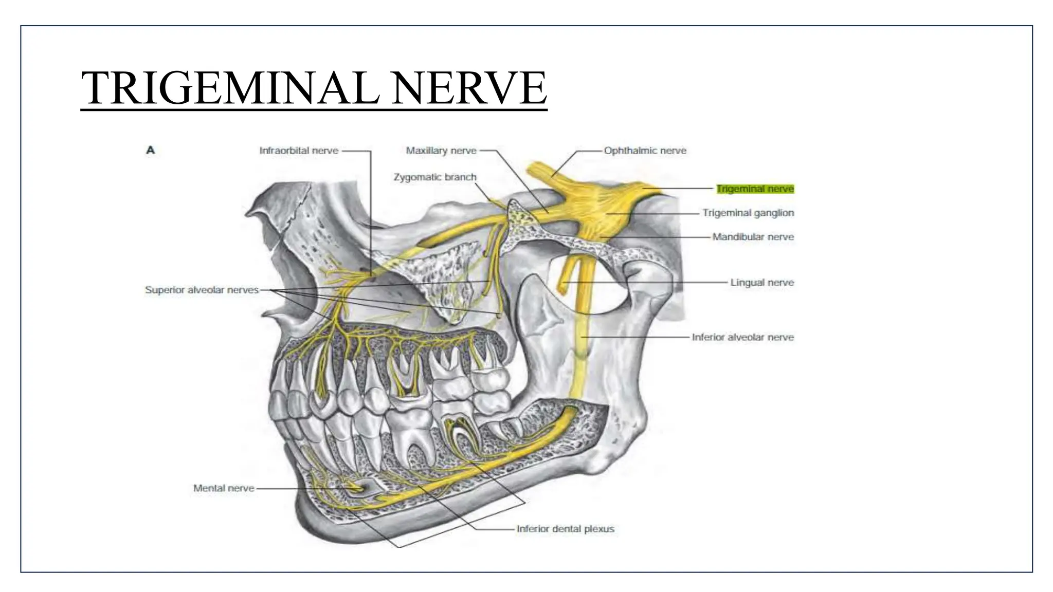 MANDIBULAR NERVE BLOCKS and techniques in dentistry | PPTX