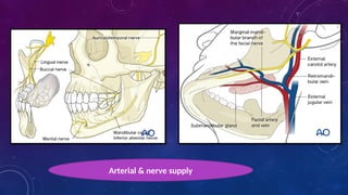 Arterial & nerve supply
 