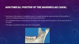 ANATOMICAL POSITION OF THE MANDIBULAR CANAL
• Knowledge of the position of mandibular canal as it courses through the ramus and body of the mandible is
crucial in avoiding neurosensory deficits and excessive blood loss.
• The mandibular foramen is located about two-thirds of the distance from the anterior to the posterior border of
the ramus.
• The lingula is positioned 4.9mm above the occlusal plane.
 
