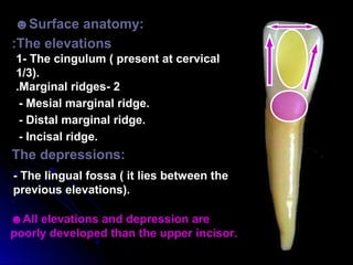 Mandibular permanent incisors | PPT