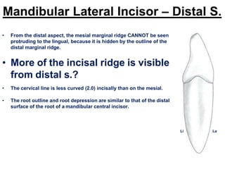 Lr Mandibular Ridge Mandibular permanent lateral incisor.pdf