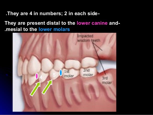mandibularmandibular 1st premolar1st premolar