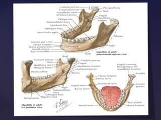 Mandibular block techniques | PPT
