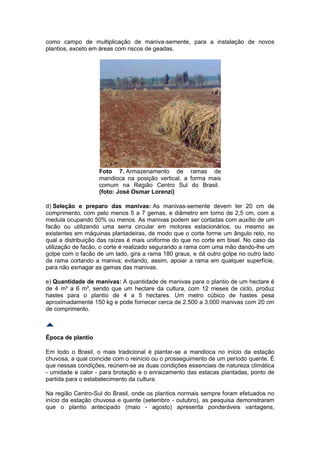 como campo de multiplicação de maniva-semente, para a instalação de novos
plantios, exceto em áreas com riscos de geadas.




                   Foto 7. Armazenamento de ramas de
                   mandioca na posição vertical, a forma mais
                   comum na Região Centro Sul do Brasil.
                   (foto: José Osmar Lorenzi)

d) Seleção e preparo das manivas: As manivas-semente devem ter 20 cm de
comprimento, com pelo menos 5 a 7 gemas, e diâmetro em torno de 2,5 cm, com a
medula ocupando 50% ou menos. As manivas podem ser cortadas com auxílio de um
facão ou utilizando uma serra circular em motores estacionários, ou mesmo as
existentes em máquinas plantadeiras, de modo que o corte forme um ângulo reto, no
qual a distribuição das raízes é mais uniforme do que no corte em bisel. No caso da
utilização de facão, o corte é realizado segurando a rama com uma mão dando-lhe um
golpe com o facão de um lado, gira a rama 180 graus, e dá outro golpe no outro lado
da rama cortando a maniva; evitando, assim, apoiar a rama em qualquer superfície,
para não esmagar as gemas das manivas.

e) Quantidade de manivas: A quantidade de manivas para o plantio de um hectare é
de 4 m³ a 6 m³, sendo que um hectare da cultura, com 12 meses de ciclo, produz
hastes para o plantio de 4 a 5 hectares. Um metro cúbico de hastes pesa
aproximadamente 150 kg e pode fornecer cerca de 2.500 a 3.000 manivas com 20 cm
de comprimento.



Época de plantio

Em todo o Brasil, o mais tradicional é plantar-se a mandioca no início da estação
chuvosa, a qual coincide com o reinício ou o prosseguimento de um período quente. É
que nessas condições, reúnem-se as duas condições essenciais de natureza climática
- umidade e calor - para brotação e o enraizamento das estacas plantadas, ponto de
partida para o estabelecimento da cultura.

Na região Centro-Sul do Brasil, onde os plantios normais sempre foram efetuados no
início da estação chuvosa e quente (setembro - outubro), as pesquisa demonstraram
que o plantio antecipado (maio - agosto) apresenta ponderáveis vantagens,
 