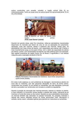 sulcos construídos com enxada, sulcador a tração animal (foto 8) ou
motomecanizados. Tanto as covas como os sulcos devem ter aproximadamente 10 cm
de profundidade.




                    Foto 8. Abertura de sulco de plantio com
                    tração                            animal.
                    (Foto José Osmar Lorenzi)

Quando em grande áreas, para fins industriais, utiliza-se plantadeiras mecanizadas
disponíveis no mercado que fazem de uma só vez as operações de sulcamento,
adubação, corte das manivas, plantio e cobertura das manivas. Nesse caso, há
plantadeiras com duas linhas de plantio, com capacidade para plantar até 5 ha/dia e
mais recentemente surgiu as de quatro linhas, com o dobro da capacidade de plantio
da anterior, porém, com necessidade de tratores com alta potência para sua operação.
Nas regiões produtoras da região Centro Sul do Brasil, é significativo o uso dessas
máquinas para a operação de plantio (Foto 9).




      Foto 9. Plantadeira mecanizadas de mandioca: duas linhas (esquerda) e
      quatro linhas (direita).

Em solos muito argilosos ou com problemas de drenagem, recomenda-se plantar em
cova alta ou matumbo, que são pequenas elevações de terra, de forma cônica,
construídas com enxada, ou em leirões ou camalhões, que são elevações contínuas
de terra, que podem ser construídos com enxada ou arados ou taipadeiras.

Quanto à posição de colocação das manivas-semente, estacas ou rebolos no plantio,
a mais indicada é a horizontal, porque facilita a colheita das raízes, colocando-se as
manivas no fundo das covas ou dos sulcos. Quando se usa a plantadeira mecanizada,
as manivas também são colocadas na posição horizontal. As posições inclinada e
vertical são menos utilizadas porque as raízes aprofundam mais, dificultando a
colheita, sendo, assim, utilizadas apenas para plantios em matumbos ou camalhões.
 