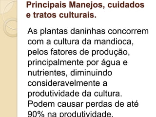 Principais Manejos, cuidados
e tratos culturais.

As plantas daninhas concorrem
com a cultura da mandioca,
pelos fatores de produção,
principalmente por água e
nutrientes, diminuindo
consideravelmente a
produtividade da cultura.
Podem causar perdas de até

 