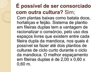 É possível de ser consorciado
com outra cultura? Sim;
Com plantas baixas como batata doce,
hortaliças e feijão. Sistema de plantio
em fileiras duplas tem a vantagem de
racionalizar o consórcio, pelo uso dos
espaços livres que existem entre cada
fileira dupla da mandioca, nos quais é
possível se fazer até dois plantios de
culturas de ciclo curto durante o ciclo
da mandioca. O melhor espaçamento
em fileiras duplas é de 2,00 x 0,60 x
0,60 m.

 