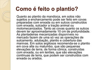 Como é feito o plantio?
Quanto ao plantio da mandioca, em solos não
sujeitos a encharcamento pode ser feito em covas
preparadas com enxada ou em sulcos construídos
com enxada, sulcador a tração animal ou
motomecanizados. Tanto as covas quanto os sulcos
devem ter aproximadamente 10 cm de profundidade.
As plantadeiras mecanizadas disponíveis no
mercado fazem de uma só vez as operações de
sulcamento, adubação, plantio e cobertura das
manivas. Em solos argilosos recomenda-se o plantio
em cova alta ou matumbo, que são pequenas
elevações de terra, de forma cônica, construídas
com enxada, ou em leirões, que são elevações
contínuas de terra, que podem ser construídos com
enxada ou arados.

 