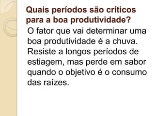 Quais períodos são críticos
para a boa produtividade?
O fator que vai determinar uma
boa produtividade é a chuva.
Resiste a longos períodos de
estiagem, mas perde em sabor
quando o objetivo é o consumo
das raízes.

 