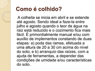 Como é colhido?
A colheita se inicia em abril e se estende
até agosto. Sendo ideal a faze-la entre
julho e agosto quando o teor de água na
raiz está reduzido e o cozimento fica mais
fácil. É primordialmente manual e/ou com
auxílio de implementos constando de duas
etapas: a) poda das ramas, efetuada a
uma altura de 20 a 30 cm acima do nível
do solo; e b) arranquio das raízes, com a
ajuda de ferramentas, a depender das
condições de umidade e/ou características
do solo.

 