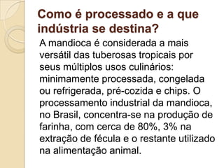 Como é processado e a que
indústria se destina?
A mandioca é considerada a mais
versátil das tuberosas tropicais por
seus múltiplos usos culinários:
minimamente processada, congelada
ou refrigerada, pré-cozida e chips. O
processamento industrial da mandioca,
no Brasil, concentra-se na produção de
farinha, com cerca de 80%, 3% na
extração de fécula e o restante utilizado
na alimentação animal.

 