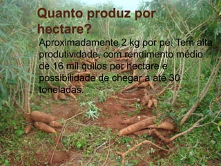 Quanto produz por
hectare?
Aproximadamente 2 kg por pé. Tem alta
produtividade, com rendimento médio
de 16 mil quilos por hectare e
possibilidade de chegar a até 30
toneladas.

 