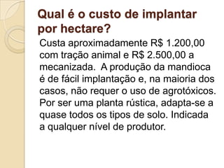 Qual é o custo de implantar
por hectare?
Custa aproximadamente R$ 1.200,00
com tração animal e R$ 2.500,00 a
mecanizada. A produção da mandioca
é de fácil implantação e, na maioria dos
casos, não requer o uso de agrotóxicos.
Por ser uma planta rústica, adapta-se a
quase todos os tipos de solo. Indicada
a qualquer nível de produtor.

 