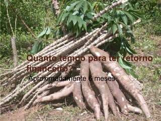 Quanto tempo para ter retorno
financeiro?
Aproximadamente 6 meses.

 